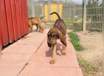 Brigitte - lebenslustige Welpe möchte schnell ein Zuhause finden