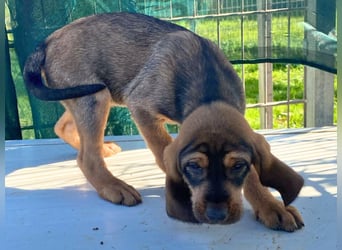 Brigitte - lebenslustige Welpe möchte schnell ein Zuhause finden