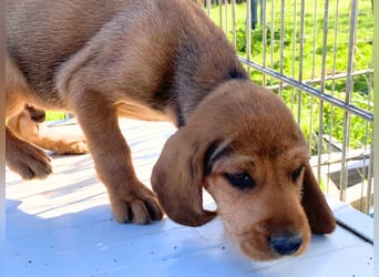 Bruno-  lebenslustige Welpe möchte schnell ein Zuhause finden