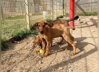 Brigitte - lebenslustige Welpe möchte schnell ein Zuhause finden