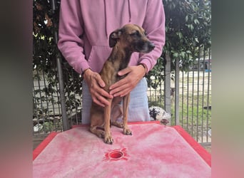 Ginger - zarte, sportliche, liebevolle Hündin