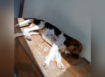 Armonia - leise, liebevoll, bereit für ihre "Für Immer Menschen"