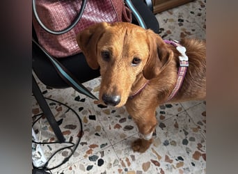 Mimmo - menschenbezogener, toller Bub