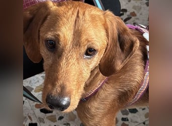 Mimmo - menschenbezogener, toller Bub