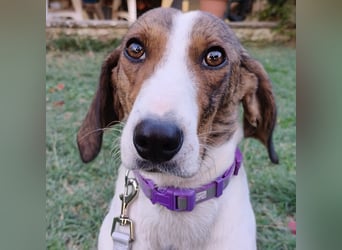 Bella - Hat Interessenten- zarte, sanfte Traumhündin Bella - Hat Interessenten- zarte, sanfte Traumhündin