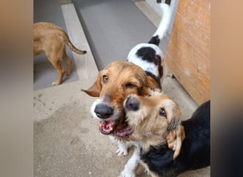 Armonia - leise, liebevoll, bereit für ihre "Für Immer Menschen"