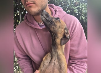 Ginger - zarte, sportliche, liebevolle Hündin