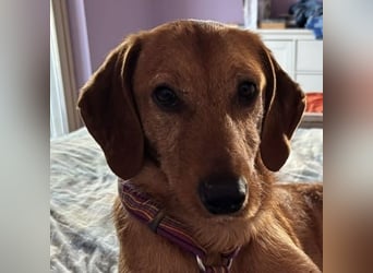 Mimmo - menschenbezogener, toller Bub