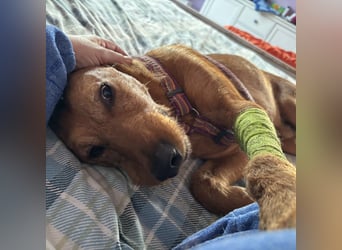 Mimmo - menschenbezogener, toller Bub