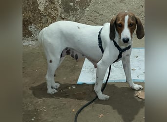 Bella - Hat Interessenten- zarte, sanfte Traumhündin Bella - Hat Interessenten- zarte, sanfte Traumhündin