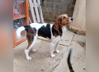 Armonia - leise, liebevoll, bereit für ihre "Für Immer Menschen"