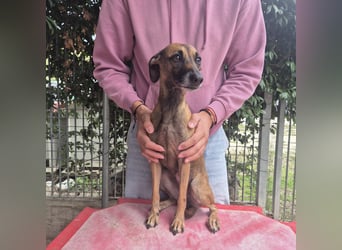 Ginger - zarte, sportliche, liebevolle Hündin