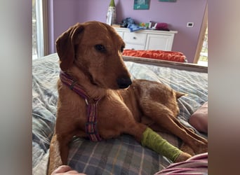 Mimmo - menschenbezogener, toller Bub