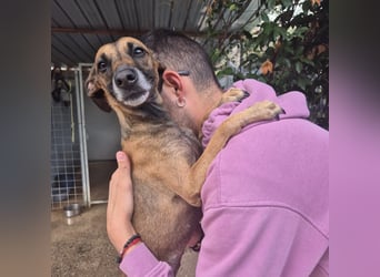 Ginger - zarte, sportliche, liebevolle Hündin