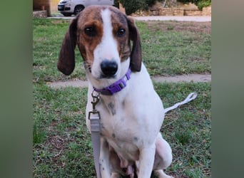 Bella - Hat Interessenten- zarte, sanfte Traumhündin Bella - Hat Interessenten- zarte, sanfte Traumhündin