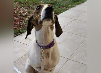 Bella - Hat Interessenten- zarte, sanfte Traumhündin Bella - Hat Interessenten- zarte, sanfte Traumhündin