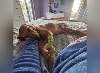 Mimmo - menschenbezogener, toller Bub