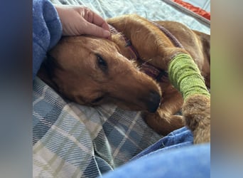 Mimmo - menschenbezogener, toller Bub