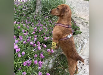 Mimmo - menschenbezogener, toller Bub