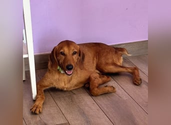 Mimmo - menschenbezogener, toller Bub