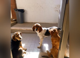 Armonia - leise, liebevoll, bereit für ihre "Für Immer Menschen"