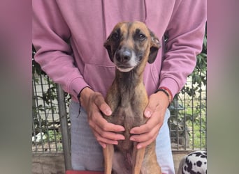 Ginger - zarte, sportliche, liebevolle Hündin