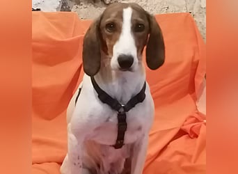 Bella - Hat Interessenten- zarte, sanfte Traumhündin Bella - Hat Interessenten- zarte, sanfte Traumhündin