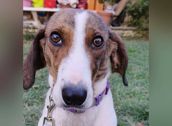 Bella - Hat Interessenten- zarte, sanfte Traumhündin Bella - Hat Interessenten- zarte, sanfte Traumhündin