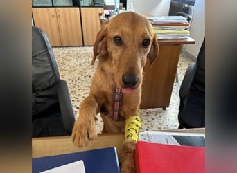 Mimmo - menschenbezogener, toller Bub