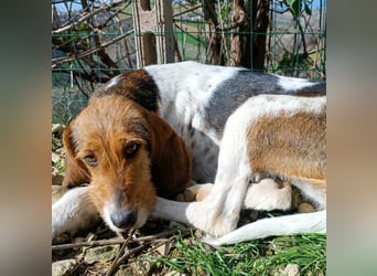 Armonia - leise, liebevoll, bereit für ihre "Für Immer Menschen"
