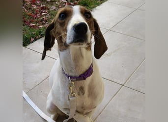 Bella - Hat Interessenten- zarte, sanfte Traumhündin Bella - Hat Interessenten- zarte, sanfte Traumhündin