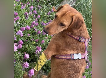 Mimmo - menschenbezogener, toller Bub