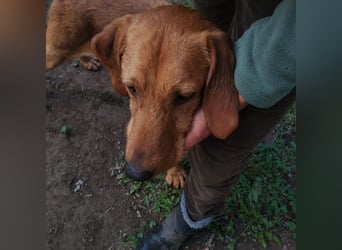 Mimmo - menschenbezogener, toller Bub