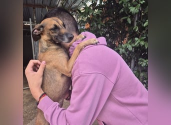 Ginger - zarte, sportliche, liebevolle Hündin