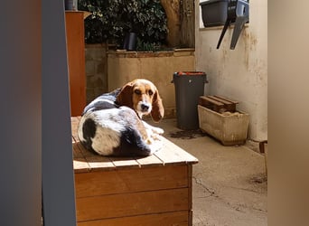 Armonia - leise, liebevoll, bereit für ihre "Für Immer Menschen"