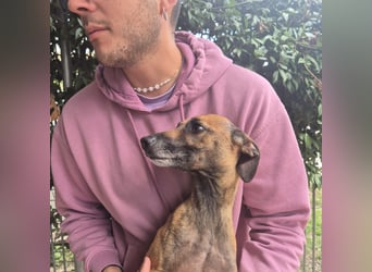 Ginger - zarte, sportliche, liebevolle Hündin