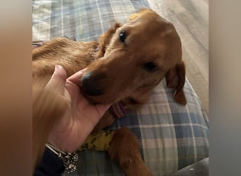 Mimmo - menschenbezogener, toller Bub