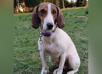 Bella - Hat Interessenten- zarte, sanfte Traumhündin Bella - Hat Interessenten- zarte, sanfte Traumhündin