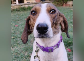 Bella - Hat Interessenten- zarte, sanfte Traumhündin Bella - Hat Interessenten- zarte, sanfte Traumhündin