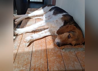 Armonia - leise, liebevoll, bereit für ihre "Für Immer Menschen"