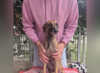 Ginger - zarte, sportliche, liebevolle Hündin