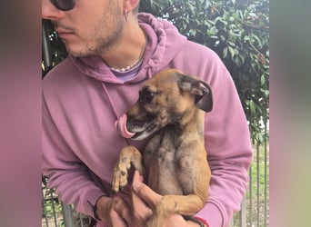 Ginger - zarte, sportliche, liebevolle Hündin