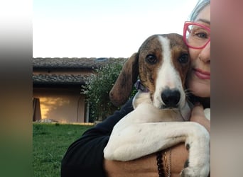 Bella - Hat Interessenten- zarte, sanfte Traumhündin Bella - Hat Interessenten- zarte, sanfte Traumhündin