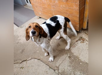 Armonia - leise, liebevoll, bereit für ihre "Für Immer Menschen"