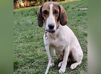 Bella - Hat Interessenten- zarte, sanfte Traumhündin Bella - Hat Interessenten- zarte, sanfte Traumhündin