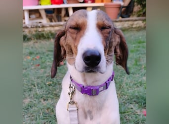 Bella - Hat Interessenten- zarte, sanfte Traumhündin Bella - Hat Interessenten- zarte, sanfte Traumhündin