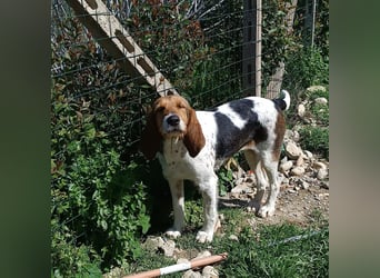 Armonia - leise, liebevoll, bereit für ihre "Für Immer Menschen"