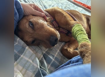 Mimmo - menschenbezogener, toller Bub