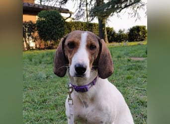 Bella - Hat Interessenten- zarte, sanfte Traumhündin Bella - Hat Interessenten- zarte, sanfte Traumhündin