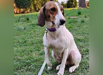 Bella - Hat Interessenten- zarte, sanfte Traumhündin Bella - Hat Interessenten- zarte, sanfte Traumhündin